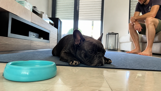 Bouledogue français au repos dans un coin frais pendant l’été
