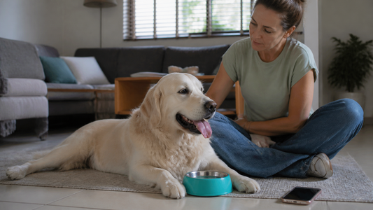 Chien haletant observé au calme par sa propriétaire dans une pièce fraîche