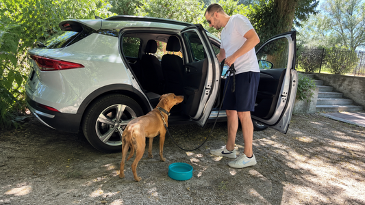 Préparation responsable d’un trajet d’été en voiture avec un chien