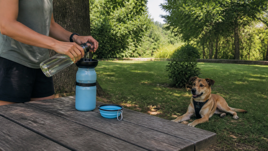 Préparation de l’eau nécessaire pour une balade estivale avec un chien