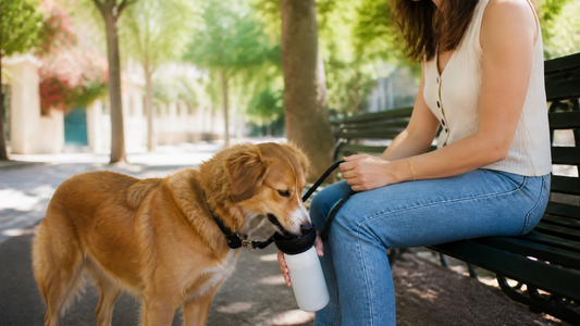 Chien buvant dans une gourde nomade lors d’une pause sur un banc à l’ombre