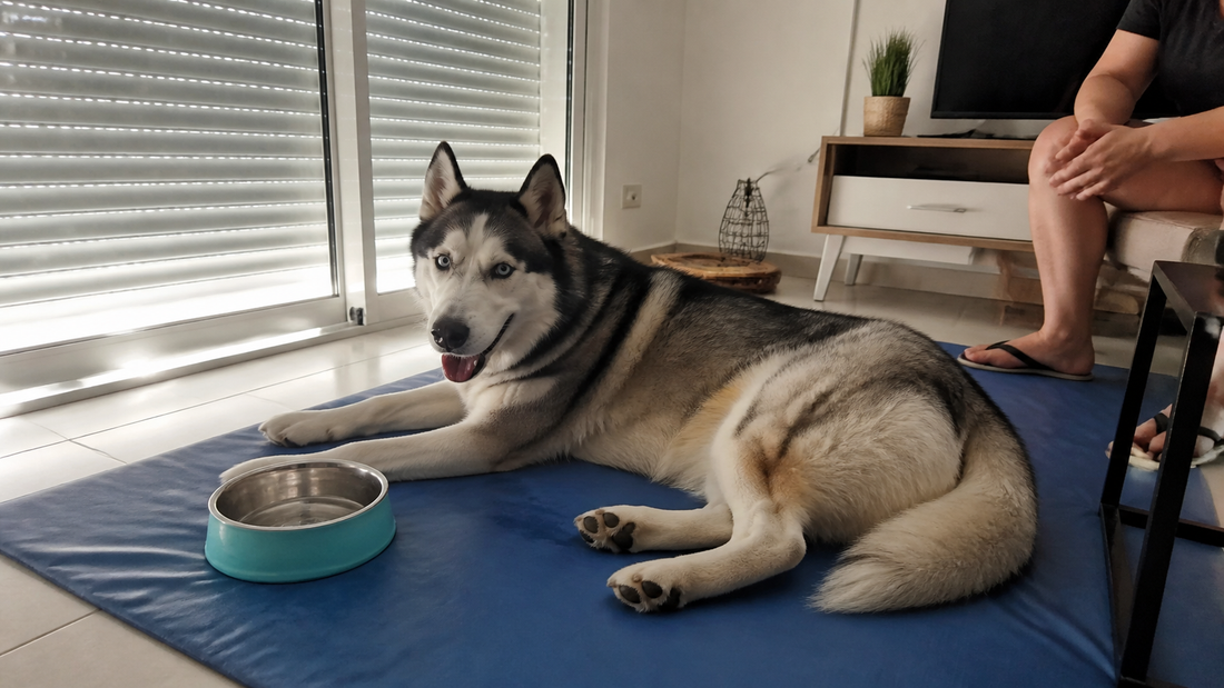 Husky au repos sur un grand tapis rafraîchissant dans un salon ombragé