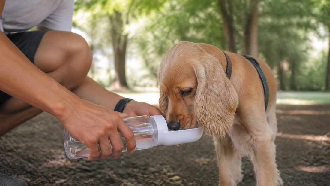 Chien hydraté avec une gourde pendant une balade estivale à l’ombre