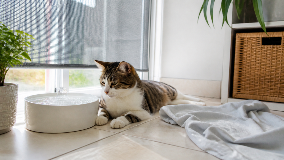 Chat près d’une fontaine à eau dans une pièce ombragée pendant la canicule